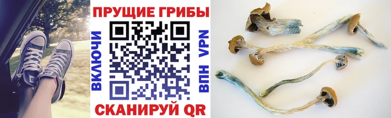 Купить Малоархангельск Галлюциногенные грибы Cubensis